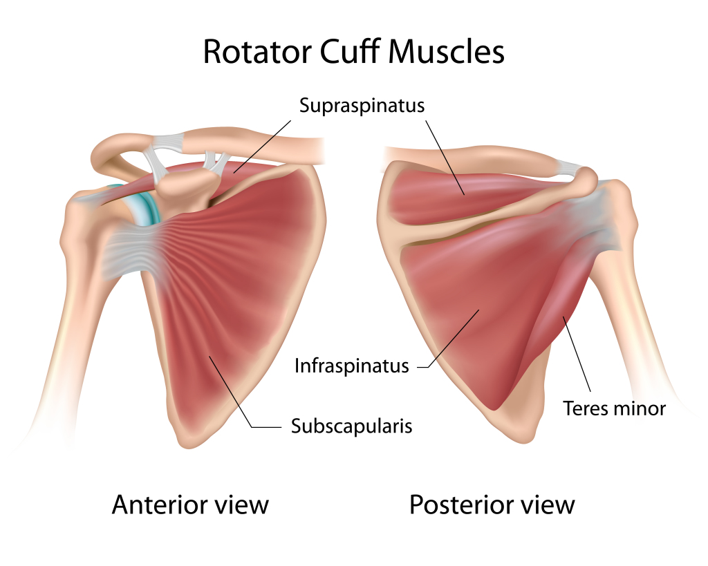 Physiotherapy or steroid for shoulder pain